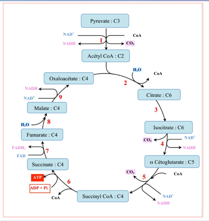 Le cycle de Krebs : par tour, 3 NADH, 1 FADH₂, 1 ATP et 2 CO₂.