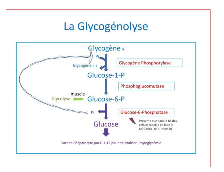 La glycogénolyse : du glycogène au glucose-6-phosphate ; la glucose-6-phosphatase n'existe pas dans le muscle.