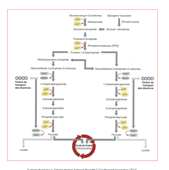 Schéma général du système glycolytique : investissement de 2 ATP, production de 4 ATP et 2 NADH.