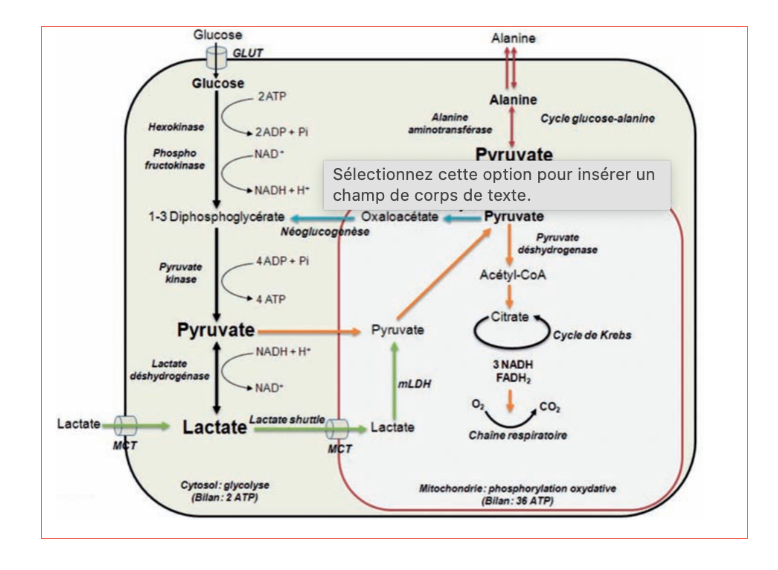 Navette du lactate : le lactate produit dans le cytosol est réutilisé comme carburant.