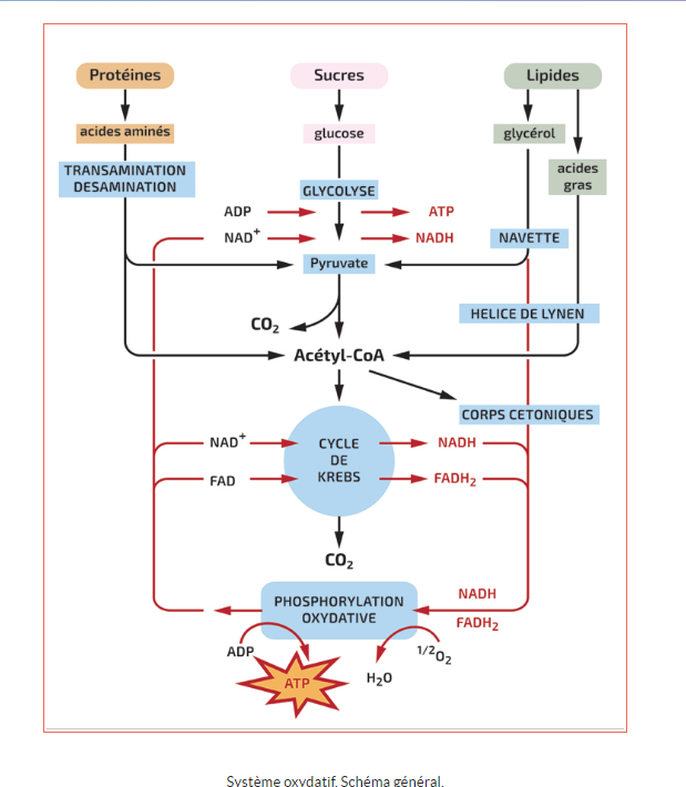 Schéma général du système oxydatif : convergence des glucides, lipides et protides vers l'acétyl-CoA.