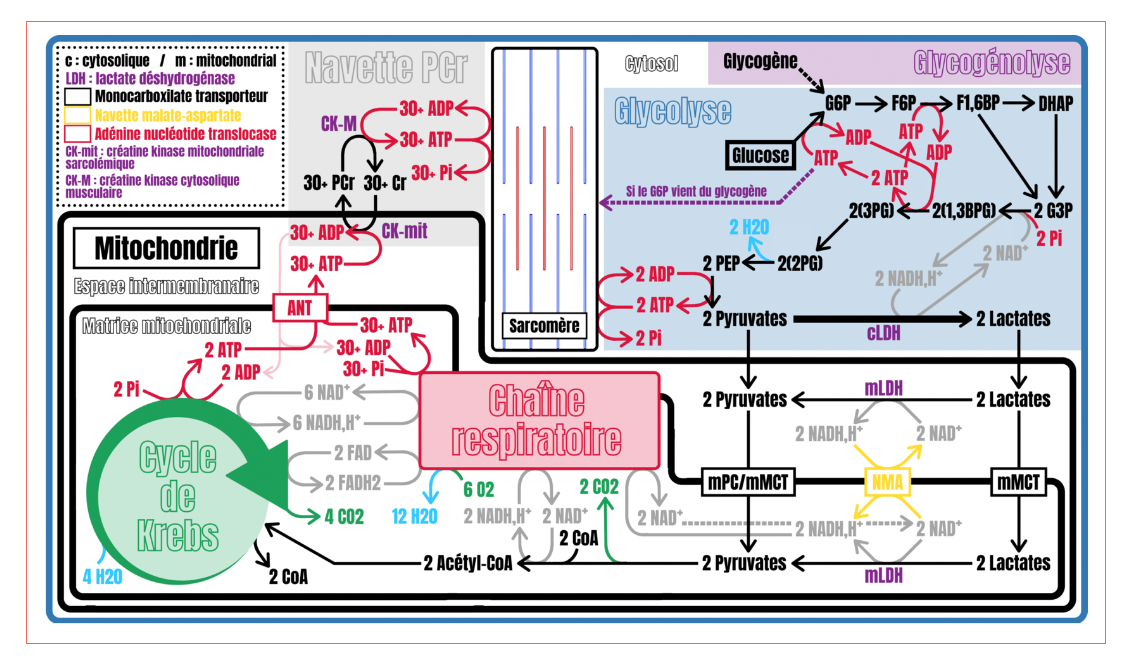 Vue intégrée : glycogénolyse, glycolyse, navette PCr, cycle de Krebs et chaîne respiratoire fonctionnent simultanément.