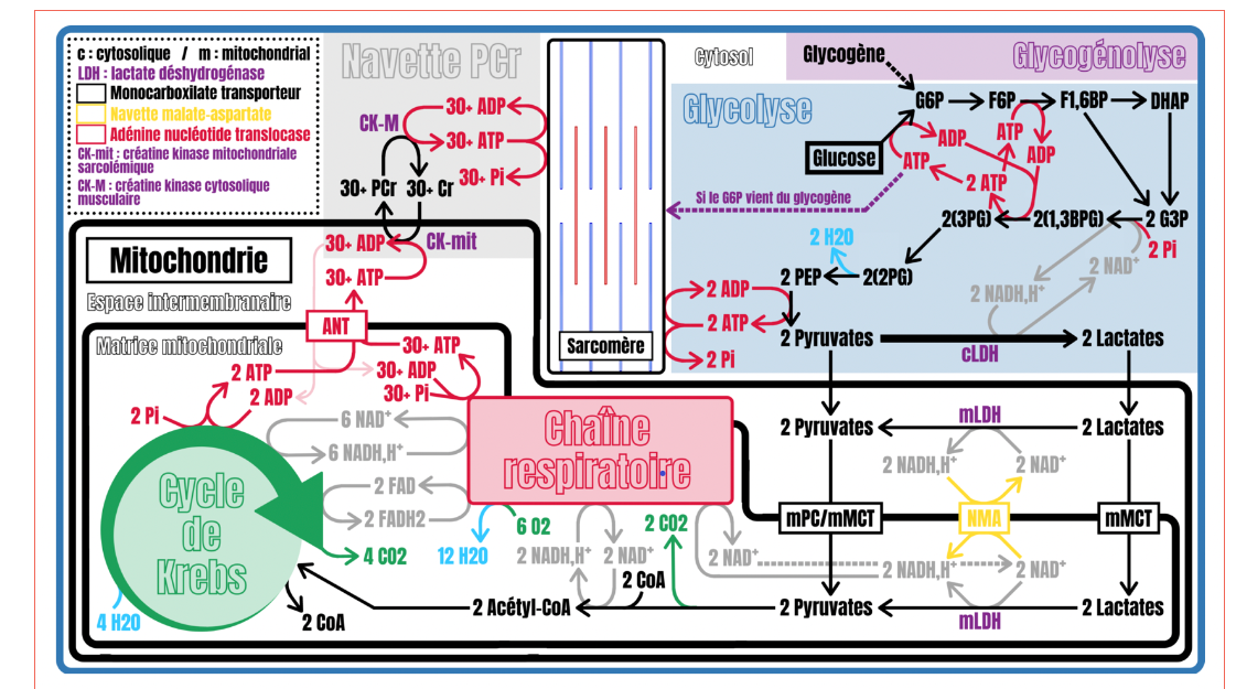 Organisation du muscle : épimysium, périmysium, endomysium, fibre, tendon.