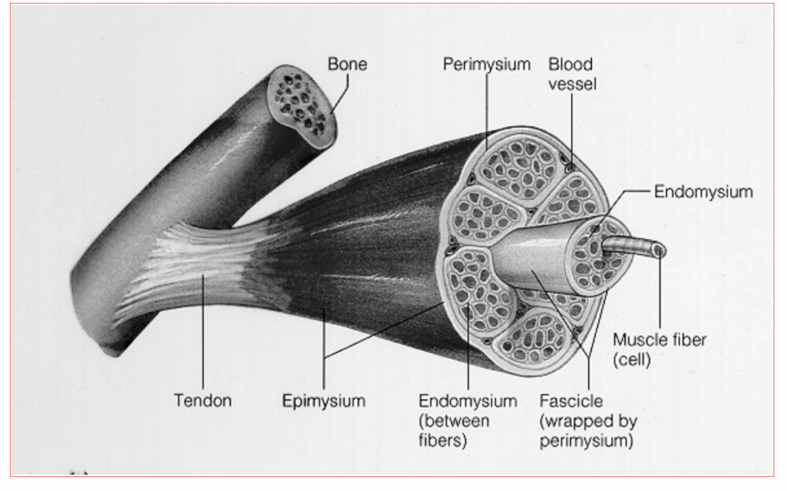 De la fibre à la myofibrille : sarcolemme, réticulum sarcoplasmique, sarcomère.