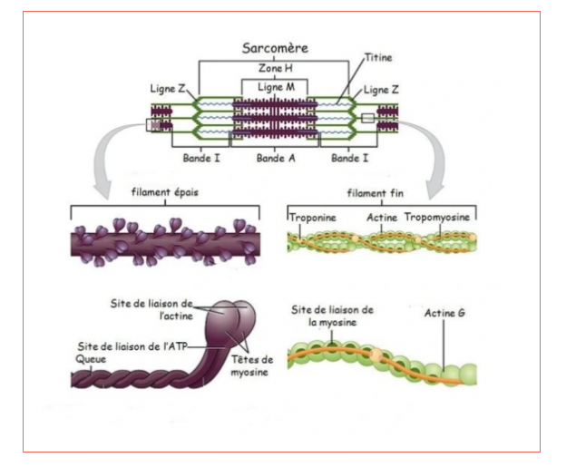Filaments fins (actine, troponine, tropomyosine) et épais (têtes de myosine).