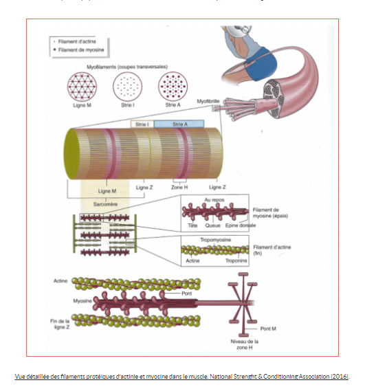 Vue détaillée des filaments d'actine et de myosine et de la formation des ponts.